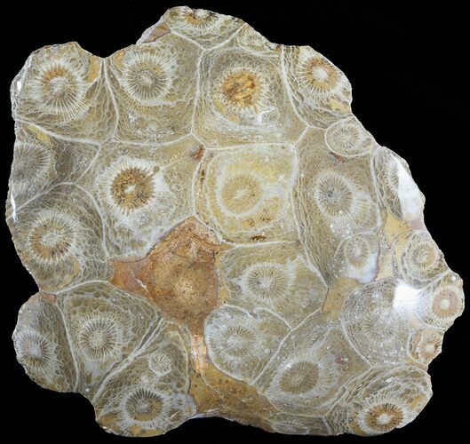 Polished Fossil Coral Head - Morocco #72316